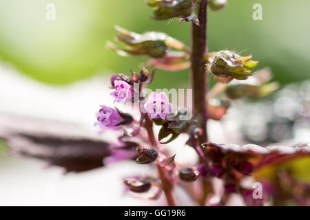 Fleur de basilic japonais appelé Shiso on farm Banque D'Images