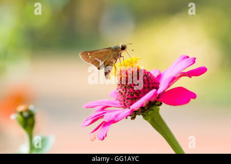 Parnara guttata sur le zinnia rose Banque D'Images