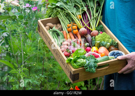 Homme tenant un plateau en bois de fruits et légumes récoltés dans un cottage anglais jardin Banque D'Images