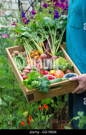 Homme tenant un plateau en bois de fruits et légumes récoltés dans un cottage anglais jardin Banque D'Images