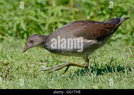 La gallinule poule d'eau à la recherche de nourriture dans l'herbe Banque D'Images