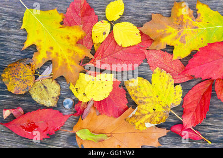Autumn laisser sur un banc de parc Banque D'Images