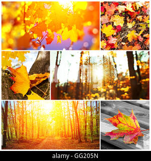 L'automne photo collage Banque D'Images