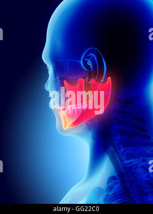 3D illustration de mandibule - Partie de squelette humain. Banque D'Images