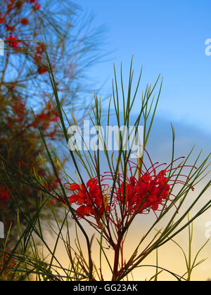 / Rose Fleur rouge de Grevillea 'élégance', une plante indigène australienne, Banque D'Images