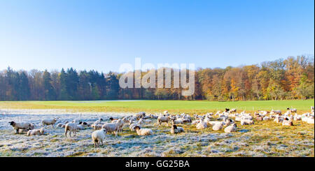 Moutons dans un pré à la fin de l'automne Banque D'Images