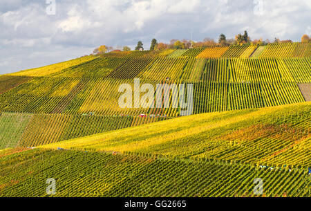 En automne coloré vinyard Banque D'Images