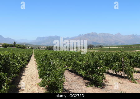 Rangées de vignes dans un vignoble avec des montagnes en arrière-plan à vins Mulderbosch, Stellenbosch, Afrique du Sud Banque D'Images