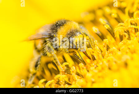 Abeilles dans le jardin , à Voorschoten Hollande Banque D'Images