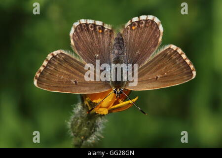 Femme Papillon Bleu Chalk Hill Banque D'Images