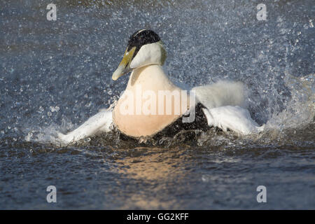 ; D'Eider (Somateria mollissima seul mâle Echelle ; Somerset UK Banque D'Images