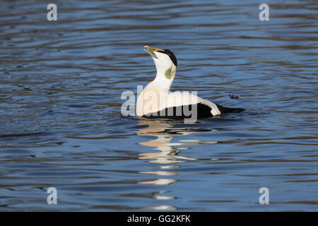 ; D'Eider (Somateria mollissima Homme célibataire ; Somerset UK Banque D'Images