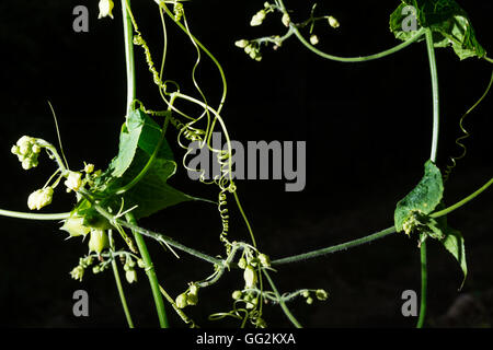 Plantes avec de nombreuses vrilles qui sont prises sur fond noir Banque D'Images