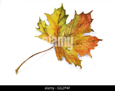 Feuille d’automne Banque D'Images