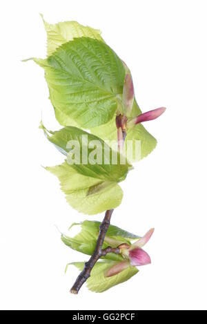 Brindille printemps avec des feuilles vertes isolé sur fond blanc Banque D'Images