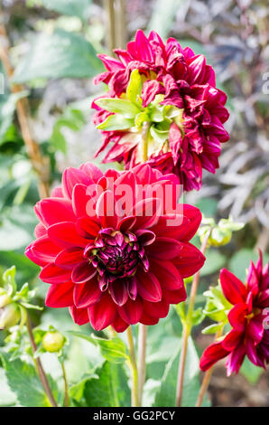 Dahlia Arabian night en été Banque D'Images