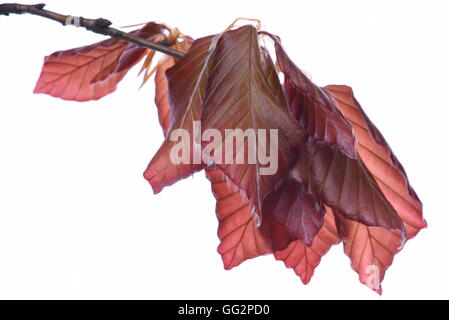 Twig avec hêtre de feuilles d'arbres au printemps close-up isolé sur fond blanc Banque D'Images