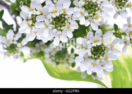 Thlaspi blanc fleurs avec des feuilles vertes sur fond blanc Banque D'Images