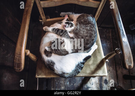 Deux chats dorment dans le yin et le yang position sur le vieux fauteuil Banque D'Images