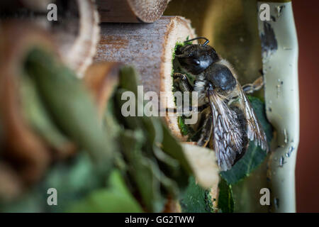 Une femelle Megachile centuncularis, découpeuse, la construction d'un nid dans un tube de bambou dans un jardin. Banque D'Images