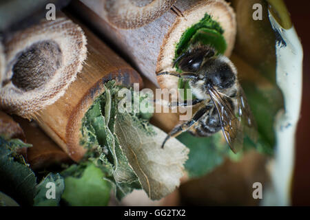 Une femelle Megachile centuncularis, découpeuse, la construction d'un nid dans un tube de bambou dans un jardin. Banque D'Images