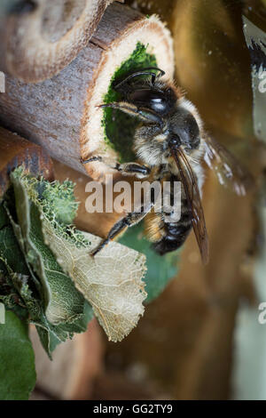 Une femelle Megachile centuncularis, découpeuse, la construction d'un nid dans un tube de bambou dans un jardin. Banque D'Images