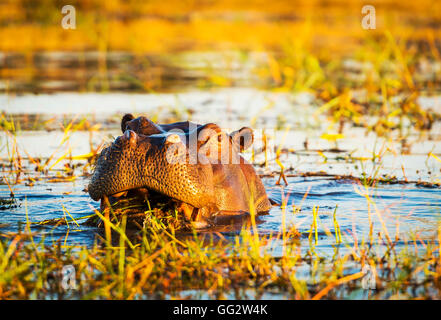 Hippopotame ou hippo dans la rivière Chobe dans Chobe National Park, Botswana, Africa Banque D'Images