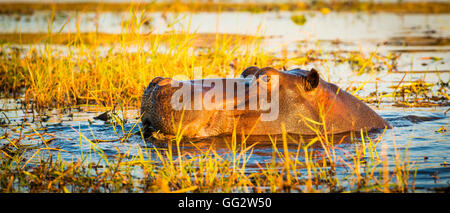 Hippopotame ou hippo dans la rivière Chobe dans Chobe National Park, Botswana, Africa Banque D'Images