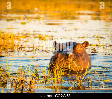 Hippopotame ou hippo dans la rivière Chobe dans Chobe National Park, Botswana, Africa Banque D'Images