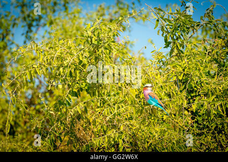 Lilac breasted roller bird au Botswana, l'Afrique avec copie espace Banque D'Images