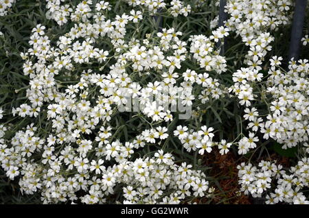 Fleurs blanc Gypsophila repens sur un buisson au printemps Banque D'Images