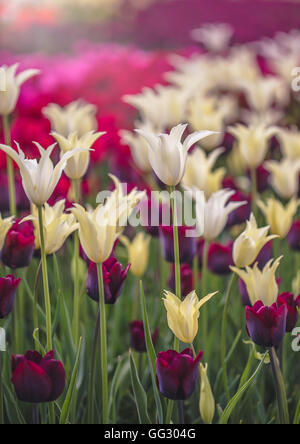 Champ de tulipes blanches et violettes close up, seule fleur dans selective focus Banque D'Images