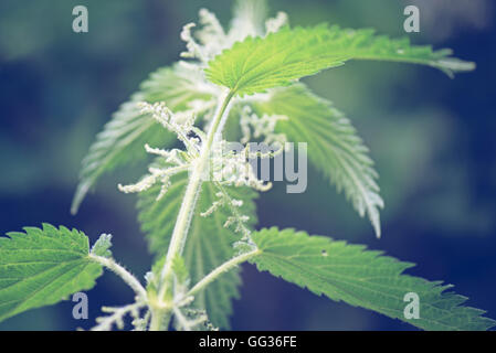 Ortie Urtica dioica avec la floraison des fleurs à Kew Botanical Gardens à Londres Banque D'Images