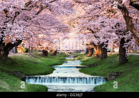 Les fleurs de cerisier à Kawageta ,Fukushima Japon Banque D'Images