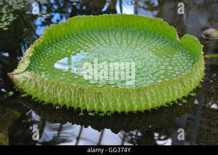 Victoria Amazonica est une espèce de plante à fleurs, le plus grand de la famille des Nymphaeaceae nénuphars. Banque D'Images