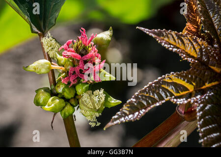 Fleurs femelles de castorbean / ricin-plante (Ricinus communis) indigènes de la Méditerranée, l'Afrique de l'Est et de l'Inde Banque D'Images