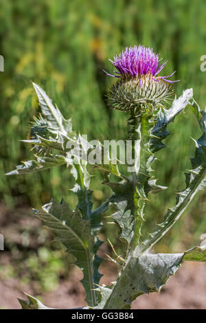 Chardon coton / chardon écossais (Onopordum acanthium) en fleurs Banque D'Images