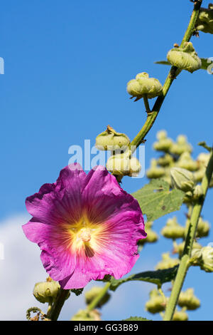 Alcea rosea (rose trémière commune / Althaea rosea) en fleurs Banque D'Images