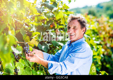 Senior man in blue shirt raisins récolte dans le jardin Banque D'Images