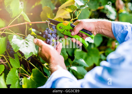 Coupe homme méconnaissable tas de raisins bleus mûrs Banque D'Images