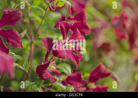 Couleur BOURGOGNE Clematis. Banque D'Images