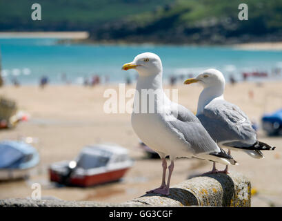 Deux mouettes à plus de St Ives harbour beach, Cornwall en Angleterre. Banque D'Images