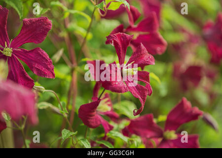 Couleur BOURGOGNE Clematis. Banque D'Images