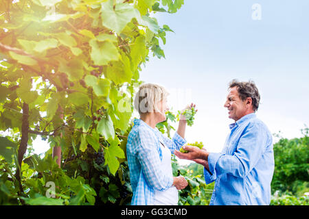 Senior couple in blue shirts holding bunch of grapes Banque D'Images