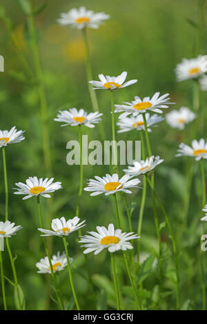 Fleurs blanc marguerite Leucanthemum superbum Banque D'Images