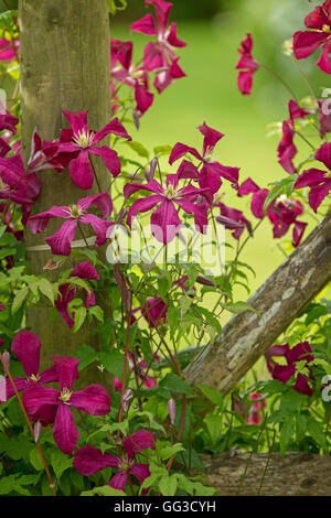 Couleur BOURGOGNE Clematis Niobe fleur. Banque D'Images