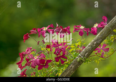 Couleur BOURGOGNE Clematis Niobe fleur. Banque D'Images