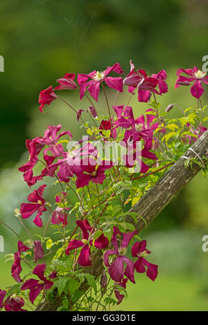 Couleur BOURGOGNE Clematis Niobe fleur. Banque D'Images