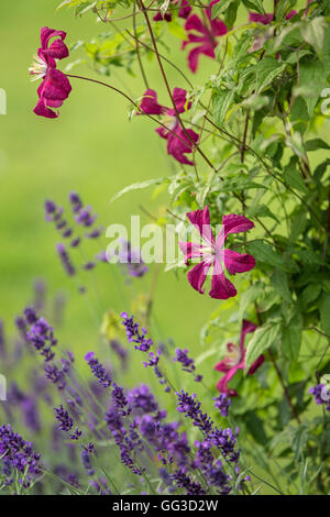 Couleur BOURGOGNE Clematis Niobe et fleurs de lavande. Banque D'Images