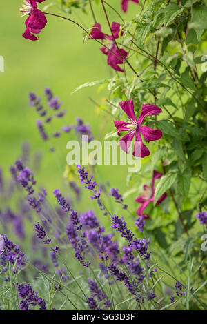 Couleur BOURGOGNE Clematis Niobe et fleurs de lavande. Banque D'Images